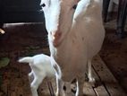 Sanan Goat with Male Kid Both