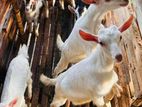 Saanen Goats