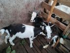 Saanen Goats