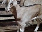 Sanan Goats