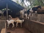Sanan Goats