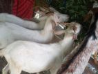 Sanan Goats