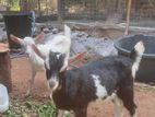 Saanen Goat