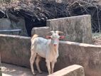 Sanan Goats
