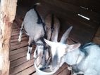 sanan Goats ( සනාන් එළුවන් )