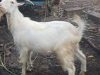 Sanan Goat