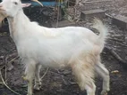 Sanan Goat