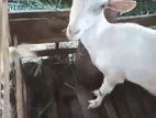 Sanan Goates
