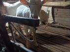 Sanan Goats