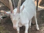 Sanan Male Goats