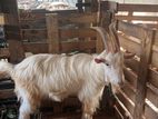 Sanan Male Goat