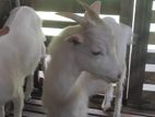 Sanan Male Goat