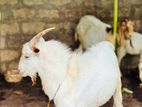 Sanan male Goat