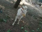 Sanan Male Goat