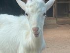 Sanan Male Goat