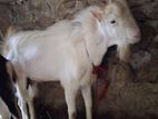 sanan male goat