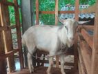 Saanen Goat