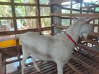 Sanan Male Goat