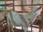 Sanan Male Goat