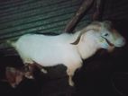 Sanan Male Goat