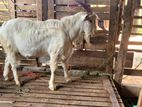 Sanan Male Goat