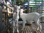 Sanan Male Goats