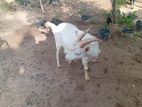Sanan Male Goat