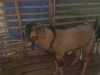 Sanan Goat
