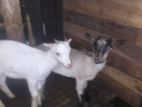 Sanan Goats