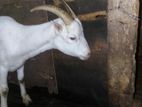 Sanan Goats