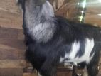 Goat Eluwa