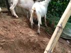 Goat - එළුවන්