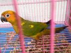 Sun Conure Bird