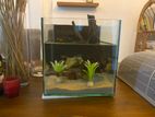 Sand Fish Tank