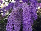 Sand Paper Plant/petrea Volobilis