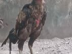 Rooster
