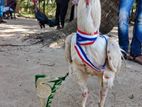 Aseel Rooster