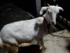 Female Goat