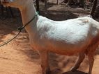 Sanel Goat