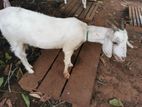 Sanen Femal Goat