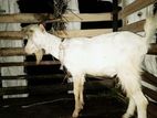 Sanen Male Goat