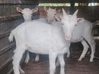 Sanhan Goat