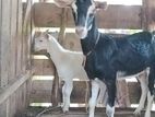 Sanhan goat
