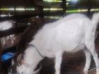Sanan Goat