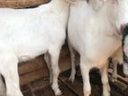 Sanhan Goat