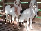 Saanen Jamunapali Goat