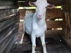 Sanan Female Goat