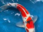 Sanke Koi Fish