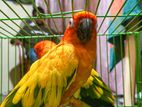 Sun Conure Chick