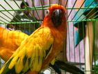 Sun Conure Chick